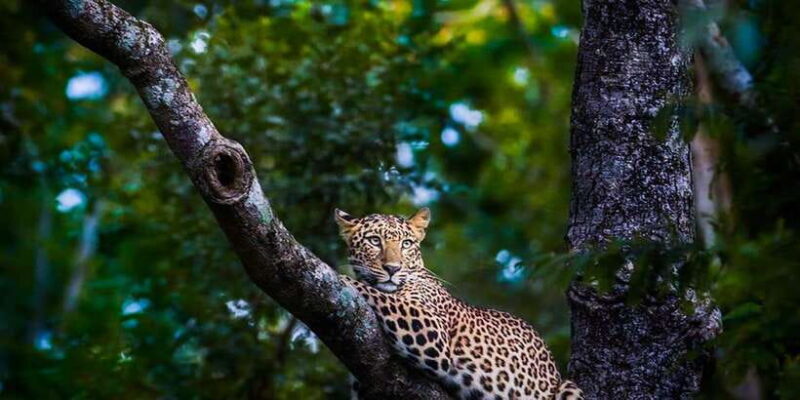 Anuradhapura: Full-Day Wilpattu National Park Private Safari - Final Verdict: Who Is This Tour For?