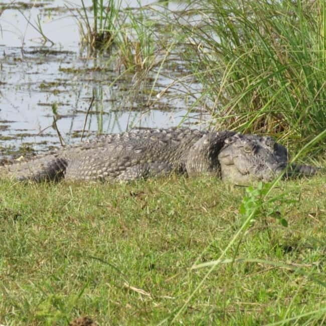 Anuradhapura: Full-Day Wilpattu National Park Private Safari - FAQ