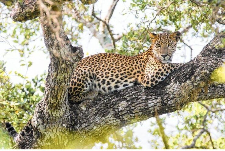 Anuradhapura: Morning or Evening Safari at Wilpattu Park - Pricing Details for Safaris