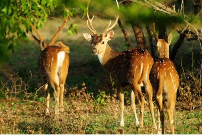 Anuradhapura: Morning or Evening Safari at Wilpattu Park - Evening Safari Highlights