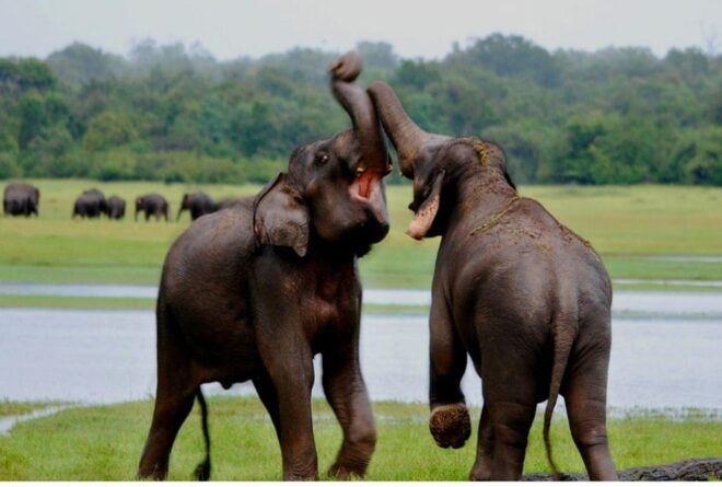 Anuradhapura: Morning or Evening Safari at Wilpattu Park - Wildlife You Can Expect
