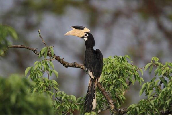 Anuradhapura: Morning or Evening Safari at Wilpattu Park - Inclusions and Transportation Details