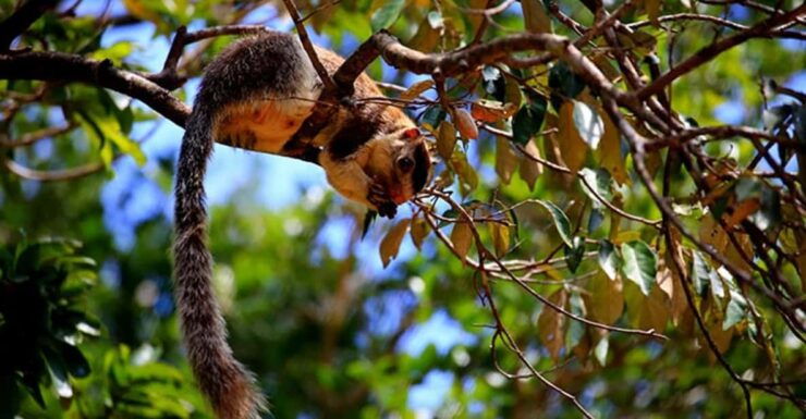 Anuradhapura: Wilpattu National Park Day Trip With Entrance - Good To Know