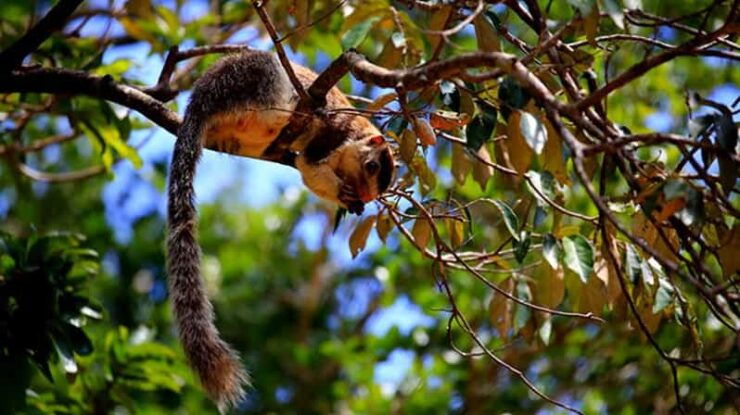 Anuradhapura: Wilpattu National Park Day Trip With Entrance - Pricing and Booking Information