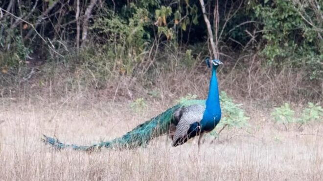 Anuradhapura: Wilpattu National Park Day Trip With Entrance - Wilpattu National Park Highlights