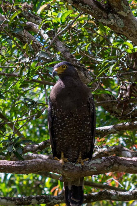 Anuradhapura: Wilpattu National Park Day Trip With Entrance - Wildlife to Observe