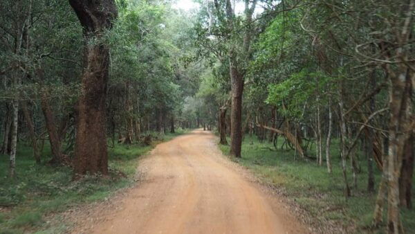 Anuradhapura: Wilpattu National Park Day Trip With Entrance - Inclusions of the Trip