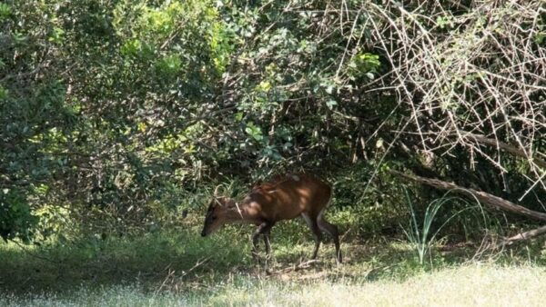Anuradhapura: Wilpattu National Park Day Trip With Entrance - Frequently Asked Questions