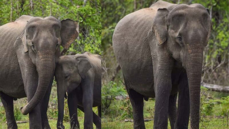 Anuradhapura: Wilpattu Safari, Kalu Diya Pokuna & Mihintale - Good To Know