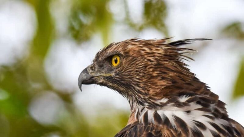 Anuradhapura: Wilpattu Safari, Kalu Diya Pokuna & Mihintale - Mihintale: The Sacred Hilltop at Sunset