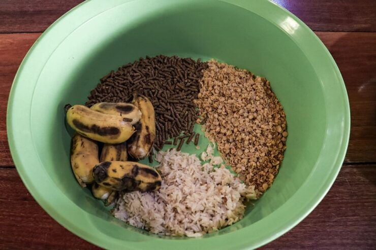 Ao Nang: Elephant Feeding Program - Activity Details