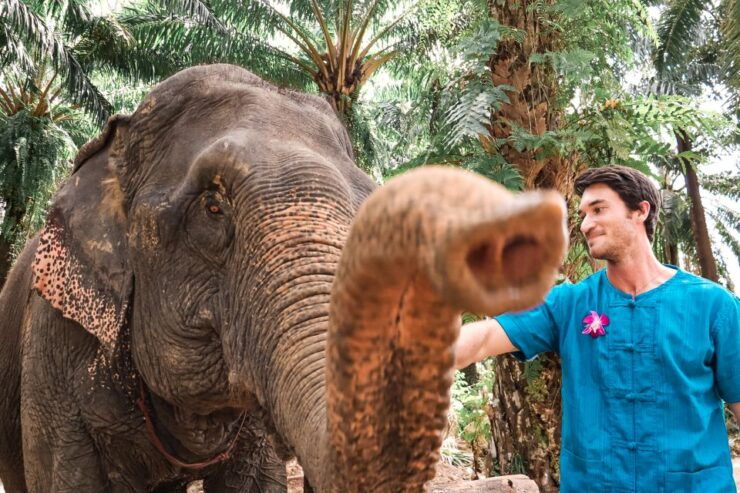 Ao Nang: Elephant Feeding Program - Experience