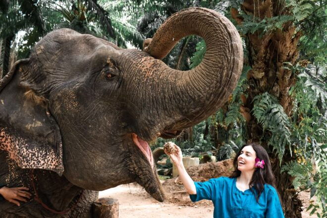 Ao Nang: Elephant Feeding Program - Customer Reviews