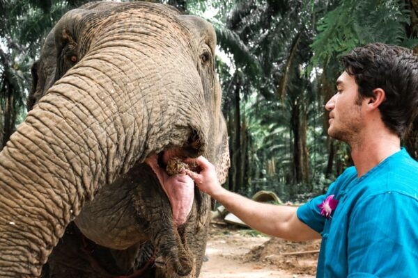 Ao Nang: Elephant Feeding Program - Common Questions