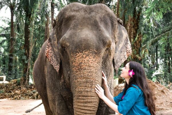 Ao Nang: Elephant Feeding Program - The Sum Up