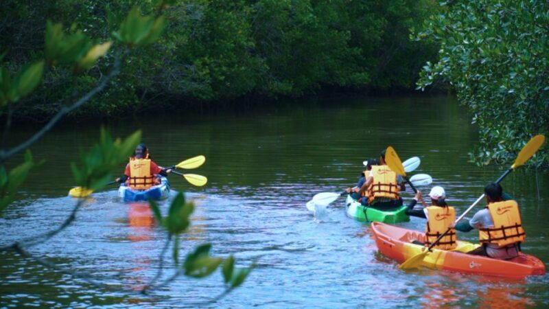 Ao Nang: Kayak Tour in Krabi Mangrove Forest with Lunch - Introduction