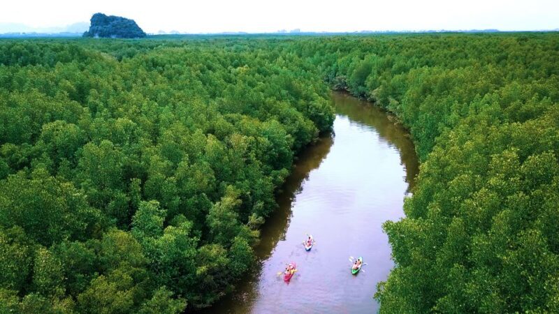 Ao Nang: Kayak Tour in Krabi Mangrove Forest with Lunch - Final Thoughts