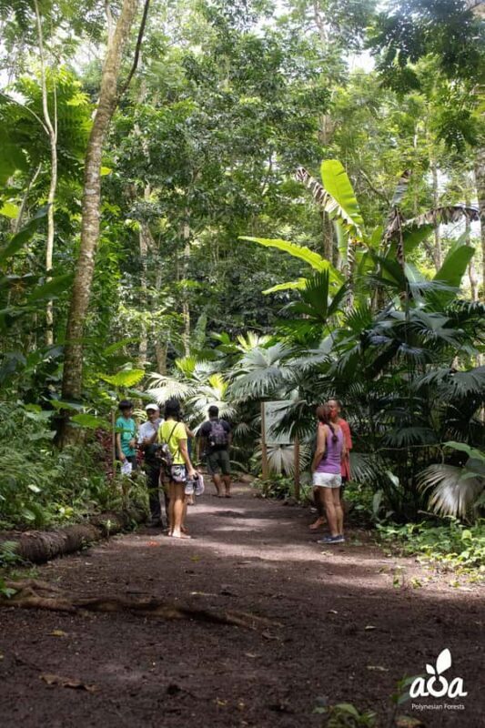 AOA Polynesian Forests - Educational Forest and Scavenger Hunt, Tahiti, West Coast - Discovering the Polynesian Forest: What to Expect