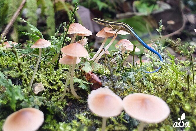 AOA Polynesian Forests - Educational Forest and Tahitian Trail Game DE - What Travelers Can Expect