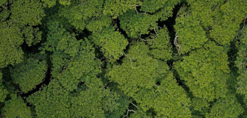 AOA Polynesian Forests - Tahiti Biodiversity Sanctuary Hike - Why This Experience Works for You
