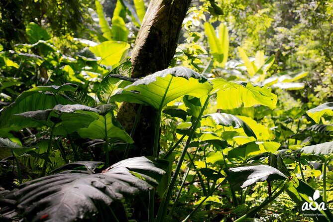 AOA Polynesian Forests - Tahiti Nature Immersion Day - Practical Aspects & What Travelers Should Know