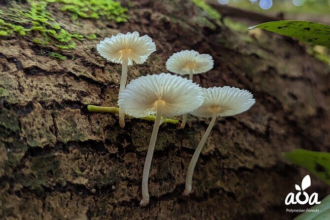 AOA Polynesian Forests - Tahiti Nature Immersion Day - Why This Tour Is a Great Fit