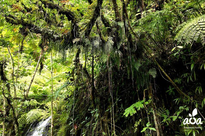 AOA Polynesian Forests - Tahiti Nature Immersion Day - Final Thoughts