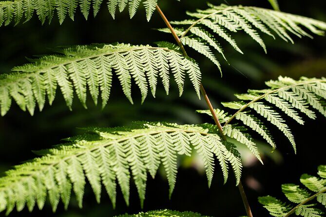 AOA Polynesian Forests - Tahiti Nature Immersion Day - FAQ