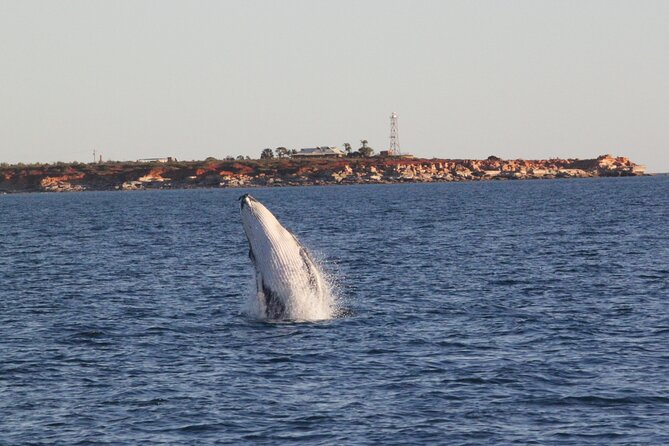 AOC Whale Watching From Broome - End of Tour and Transportation