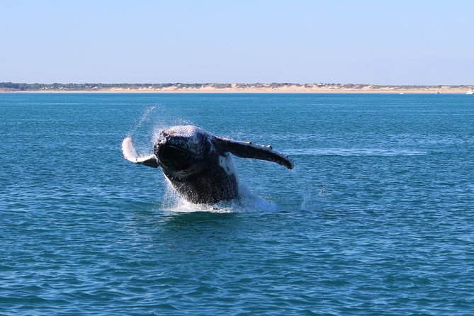 AOC Whale Watching From Broome - Visit to Gantheaume Point