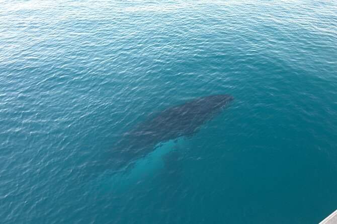 AOC Whale Watching From Broome - The Sum Up