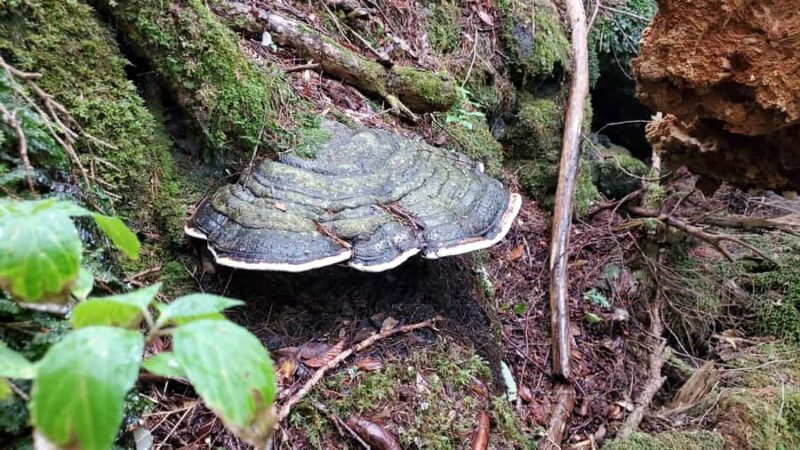 Aokigahara Guided Trekking - Japan's Most Famous Forest - The Sum Up