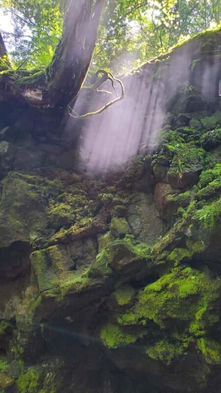 Aokigahara Guided Trekking - Japan's Most Famous Forest - FAQ