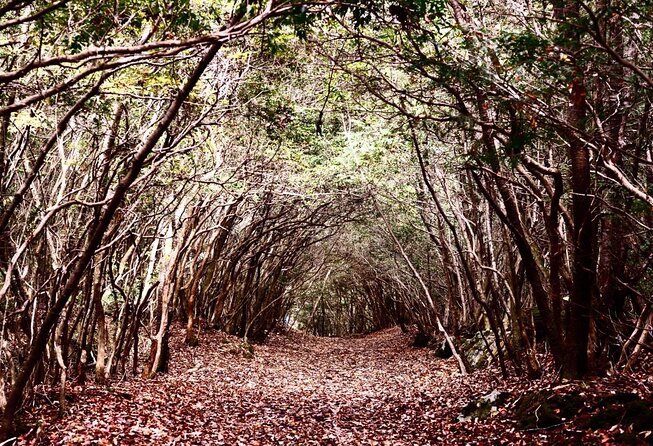 Aokigahara Nature Conservation Full-Day Hiking Tour - Directions