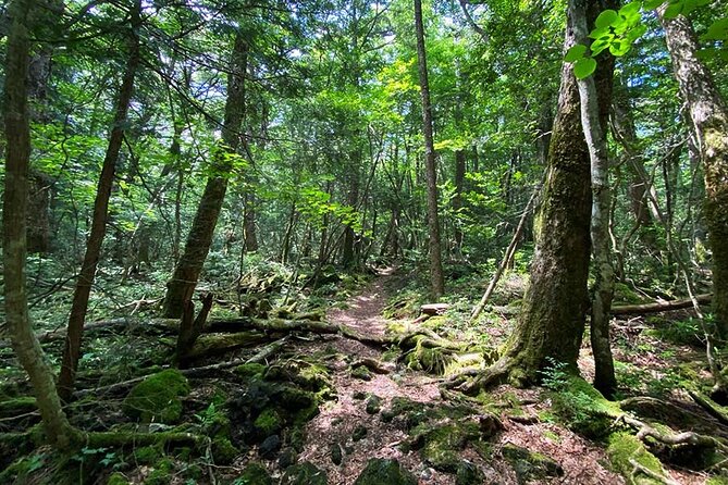 Aokigahara Nature Conservation Full-Day Hiking Tour - Common Questions