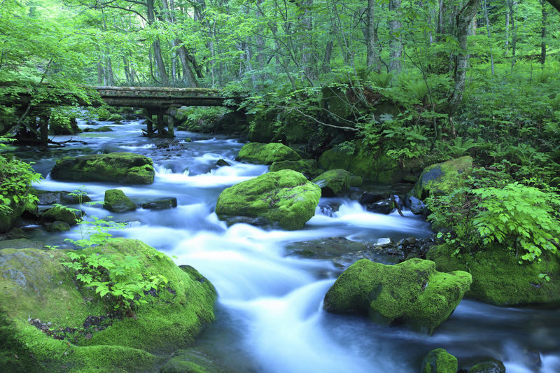 Aomori Day Trip: Oirase Gorge & Towada Lake - The driver can make the route feel personal