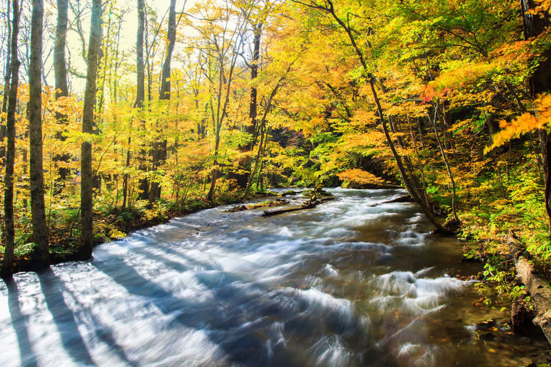 Aomori Day Trip: Oirase Gorge & Towada Lake - What the $126.15 starting price buys you