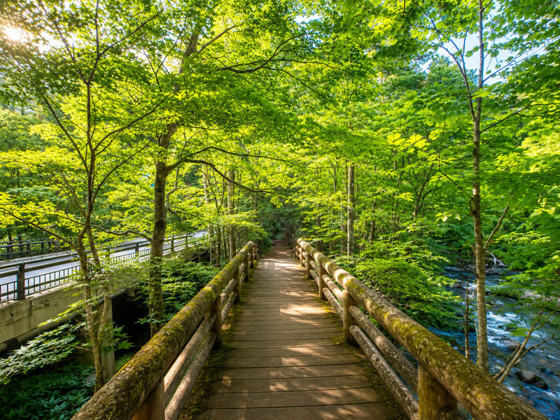 Aomori Day Trip: Oirase Gorge & Towada Lake - Who should book this Aomori outing?