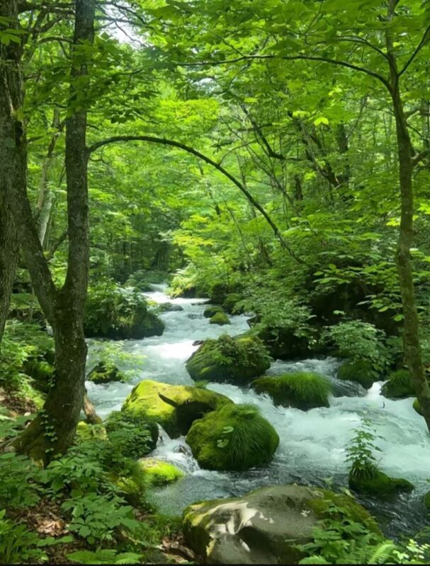 Aomori Oirase Stream & Lake Towada Small Group Tour - A driver-guide can make the day easier
