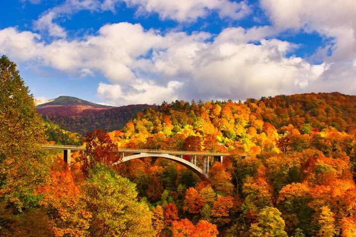 Aomori | Oirase Stream & Shirakami Mountains Private Chartered Day Tour | Customizable Itinerary - Key points to know before you go