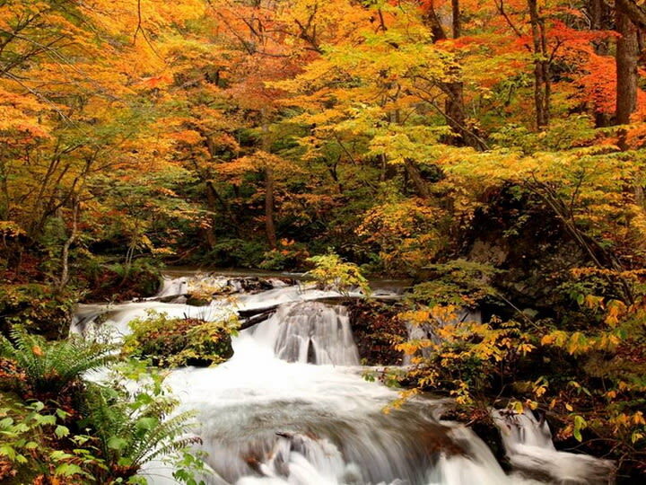 Aomori | Oirase Stream & Shirakami Mountains Private Chartered Day Tour | Customizable Itinerary - Shirakami-Sanchi is a separate route to confirm