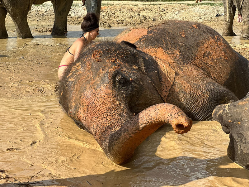 Aonang Elephant Sanctuary Experience - Choosing a quick visit or a longer session