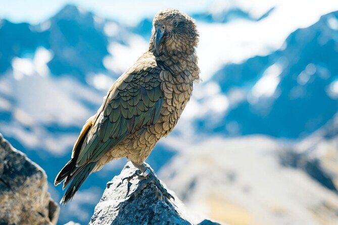 Aoraki Adventure Private Tour from Timaru Cruise Port - The Itinerary in Detail