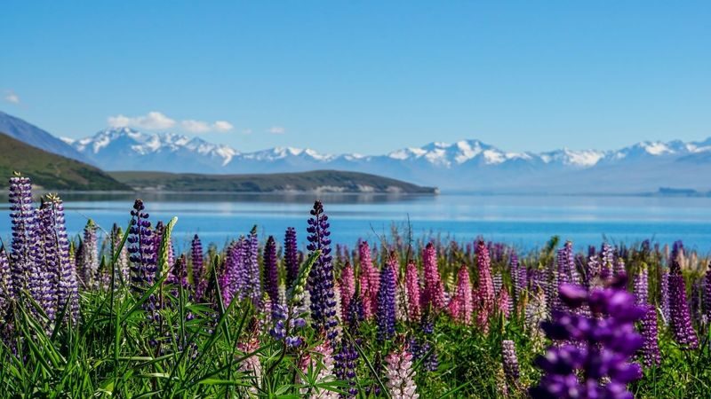 Aoraki/Mount Cook & Lake Tekapo Full-Day Small Group Tour - Should you book it?