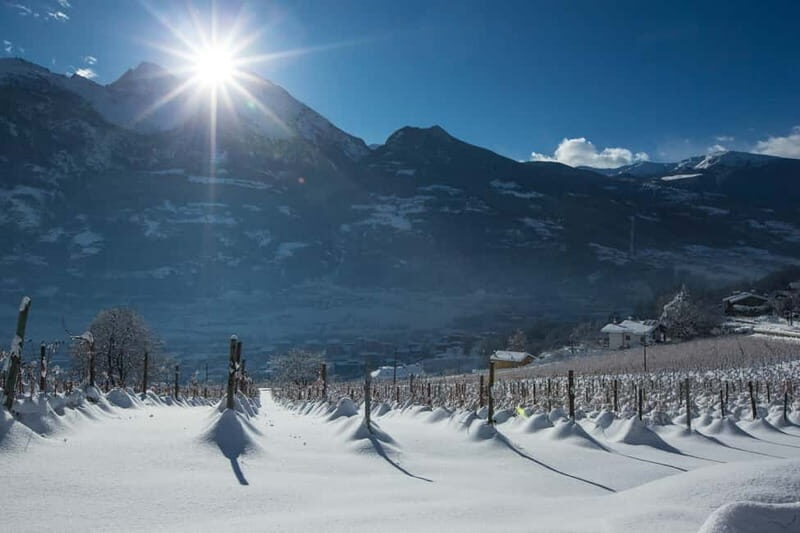 Aosta Valley: Visit and wine tasting at the Grosjean winery - Good To Know