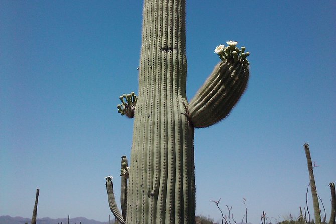 Apache Trail Tour: Superstition Mountains, Ghost Town, Cruise  - Phoenix - Flexibility, Changes, and Overall Satisfaction