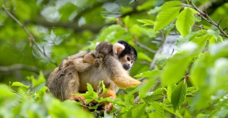 Apeldoorn: Apenheul Zoo Entry Ticket - Monkey Species and Experiences