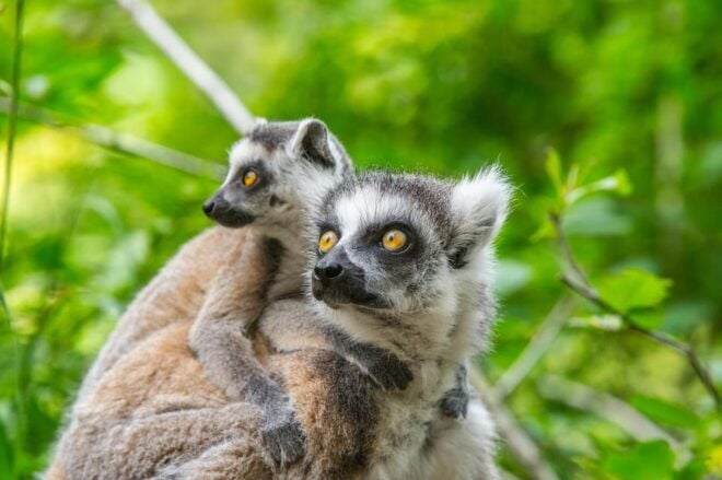 Apeldoorn: Apenheul Zoo Entry Ticket - Booking and Cancellation Policy