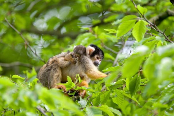 Apeldoorn: Apenheul Zoo Entry Ticket - Frequently Asked Questions