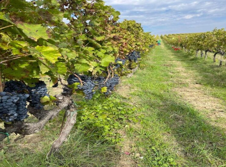 Aperitif in the Vineyard - Vineyard Aperitif Experience Overview